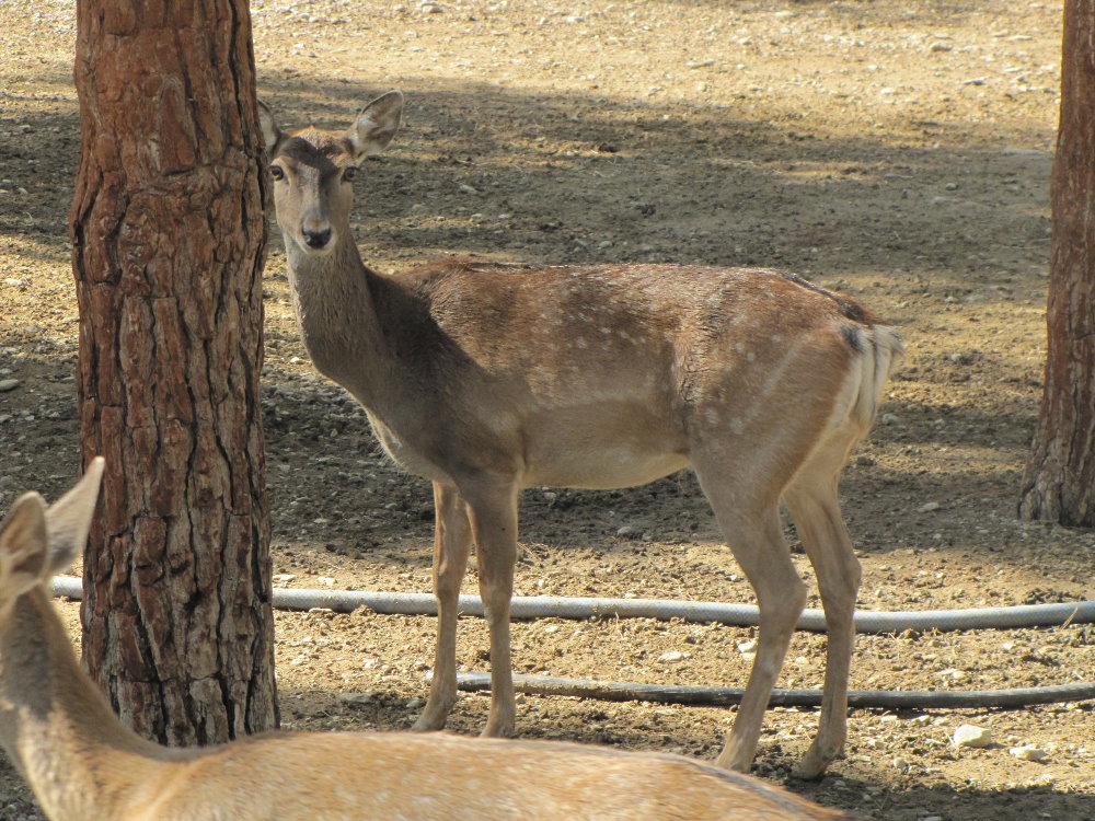 persian fallow deer (tehran zoo)