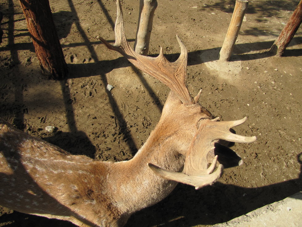 persian fallow deer (tehran zoo)
