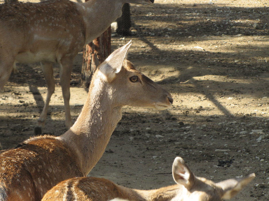 persian fallow deer (tehran zoo)