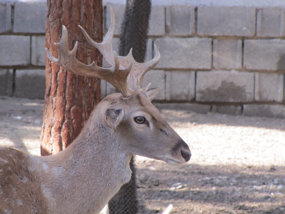 persian fallow deer (tehran zoo)