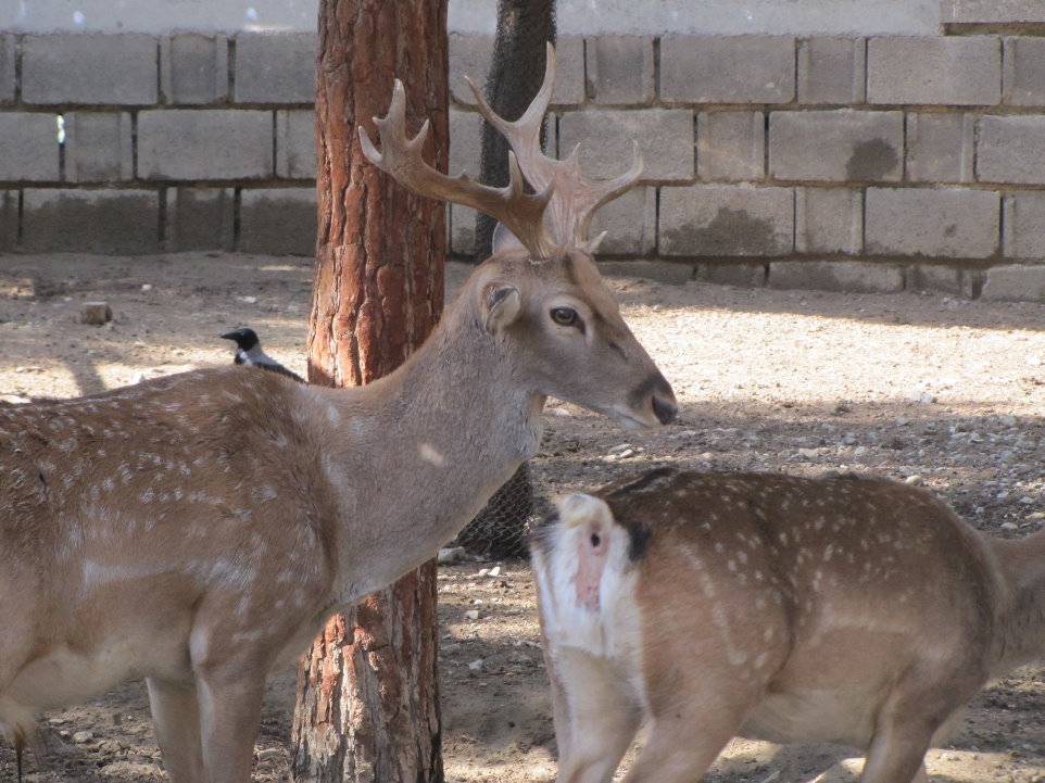 persian fallow deer (tehran zoo)