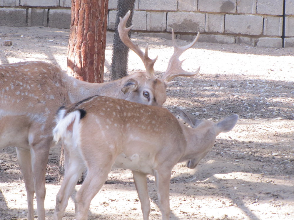 persian fallow deer (tehran zoo)