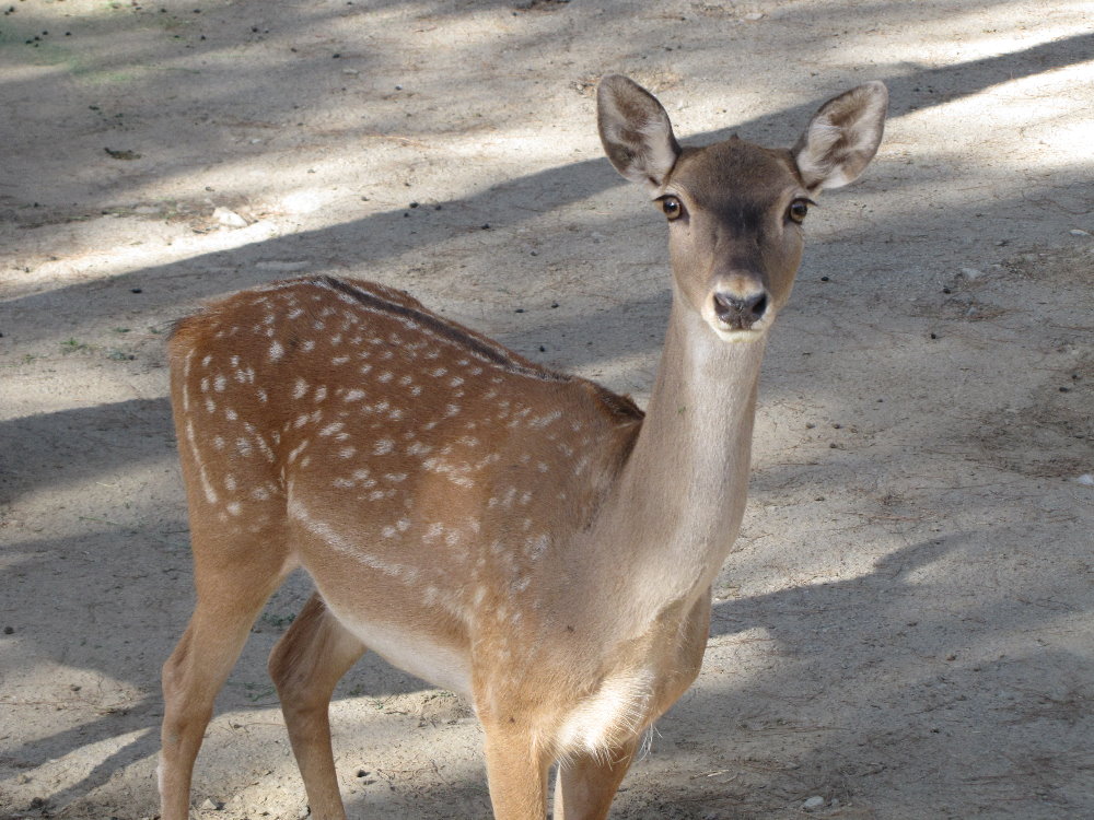 persian fallow deer (tehran zoo)