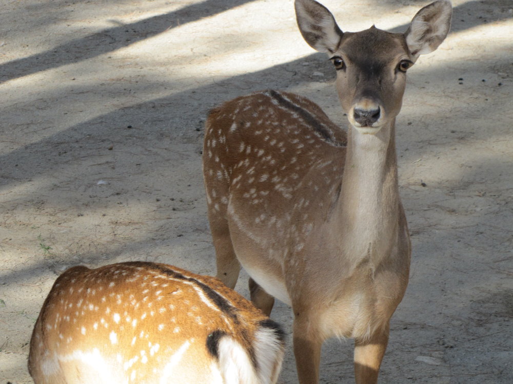 persian fallow deer (tehran zoo)