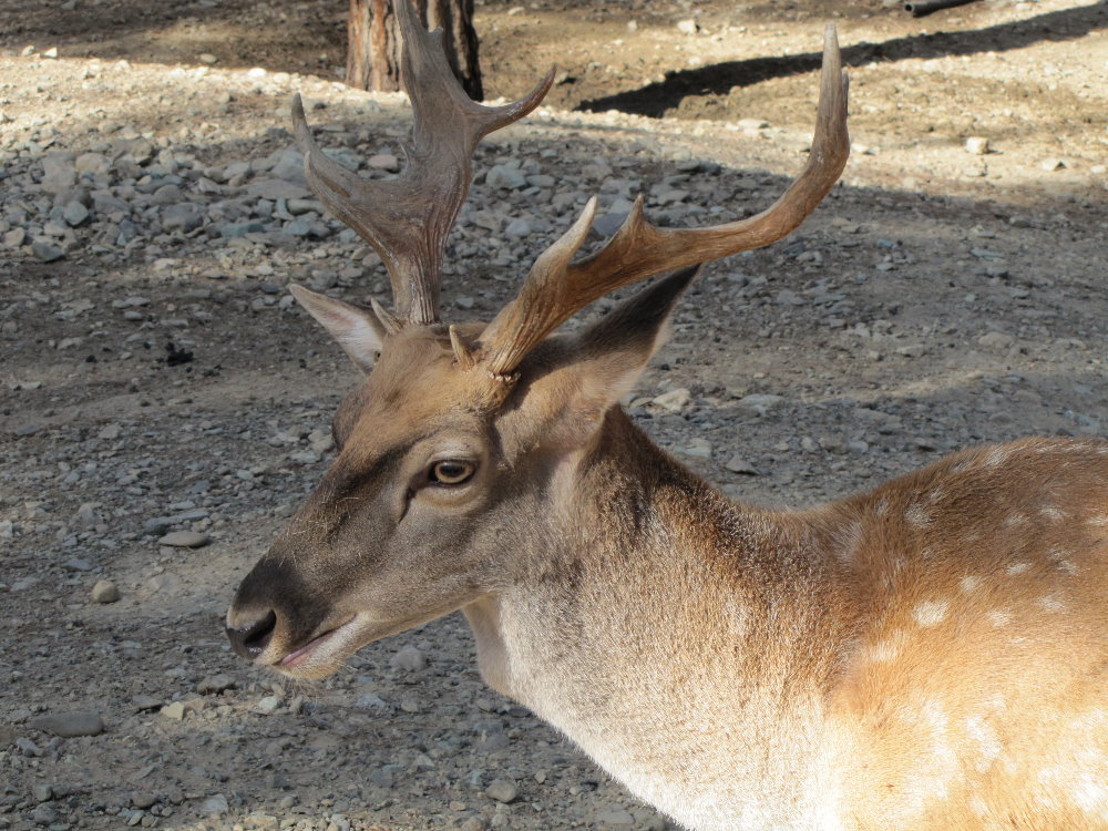 persian fallow deer (tehran zoo)