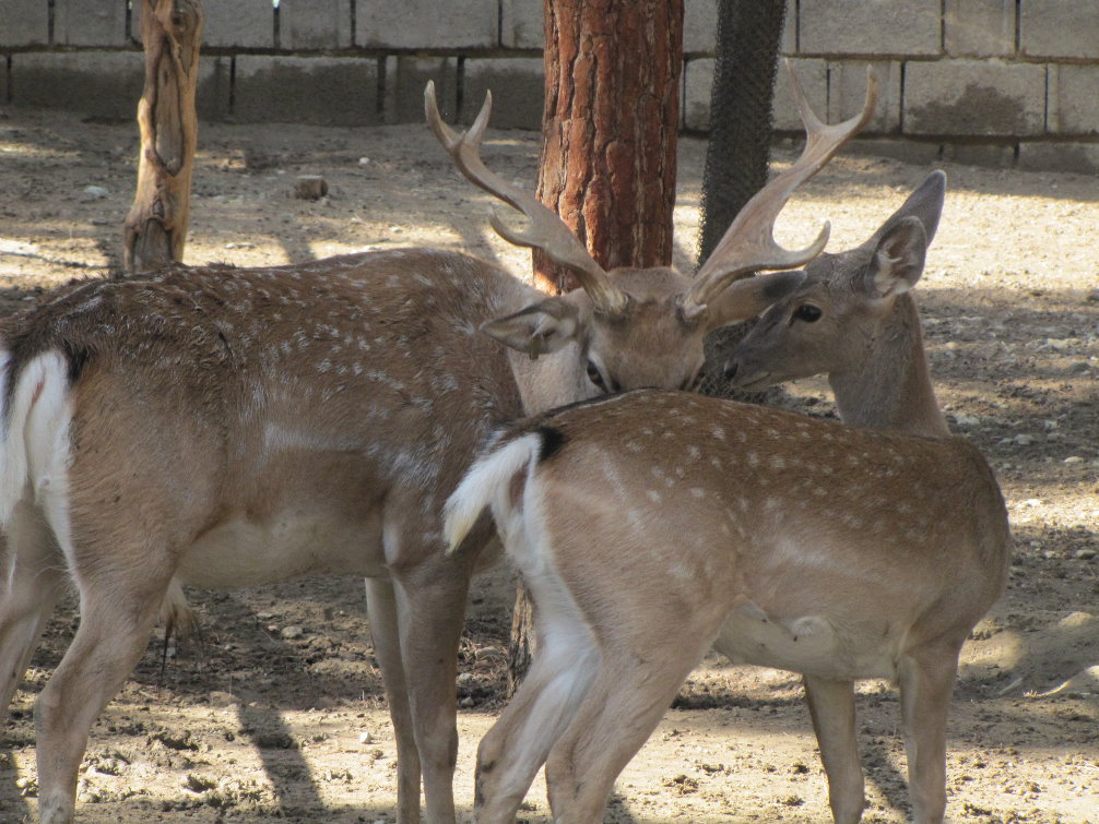 persian fallow deer (tehran zoo)