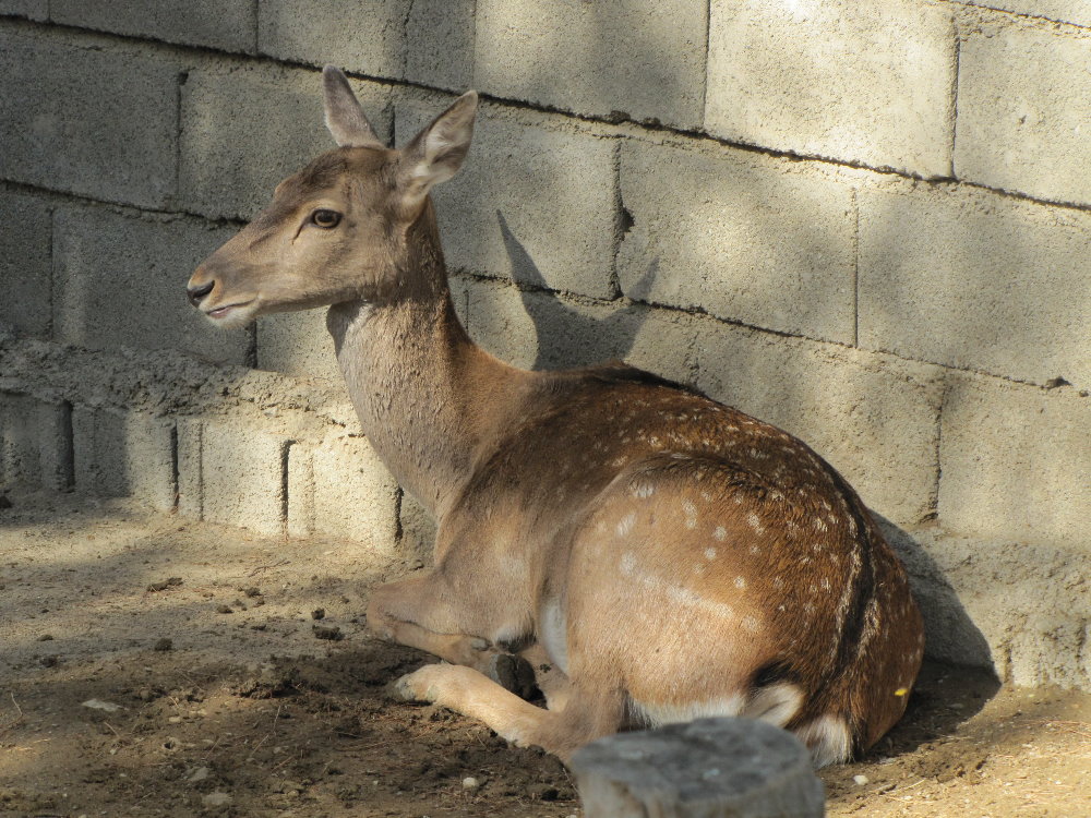 persian fallow deer (tehran zoo)