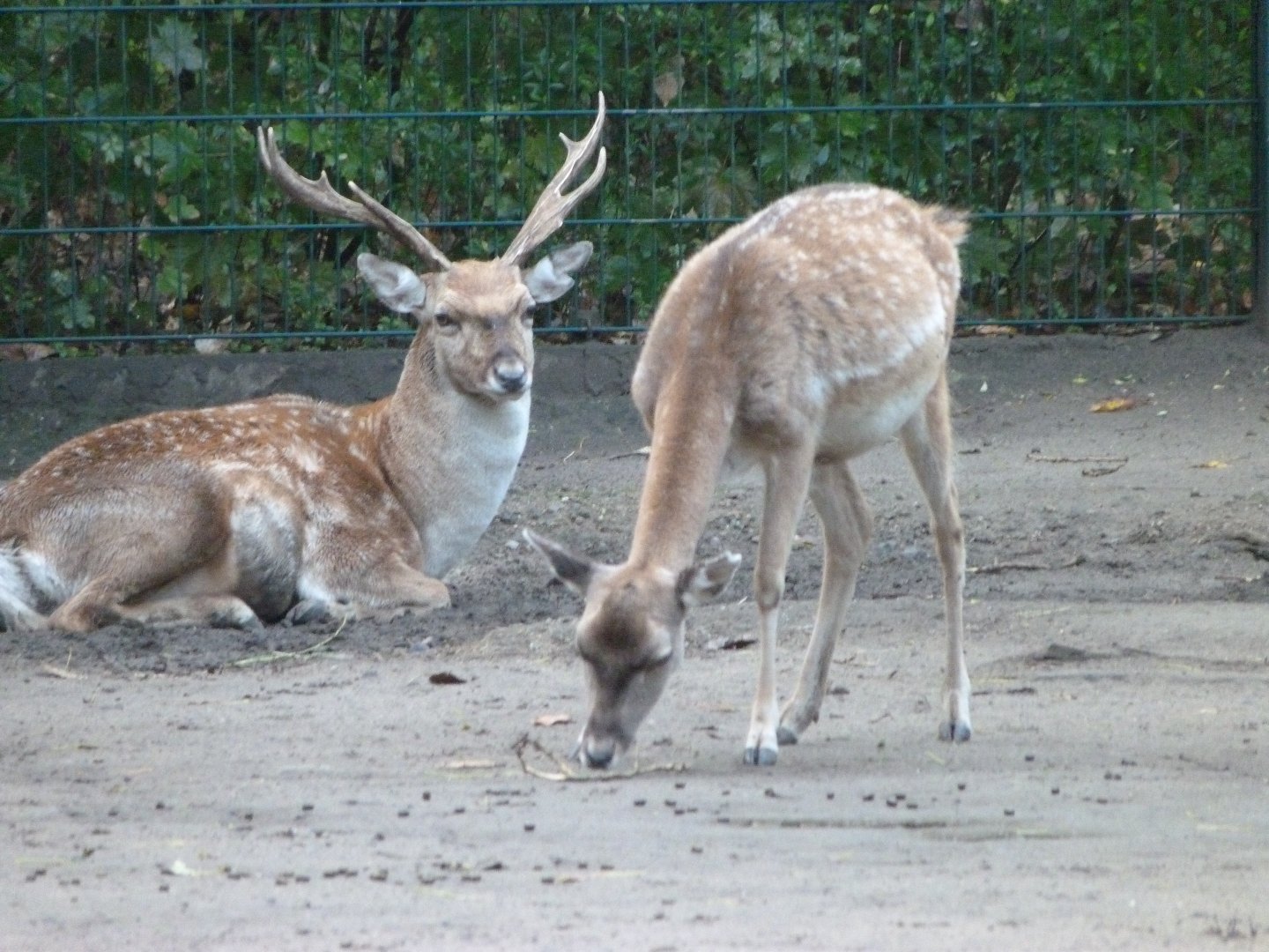 Persian fallow deer -Tierpark Berlin (2024)