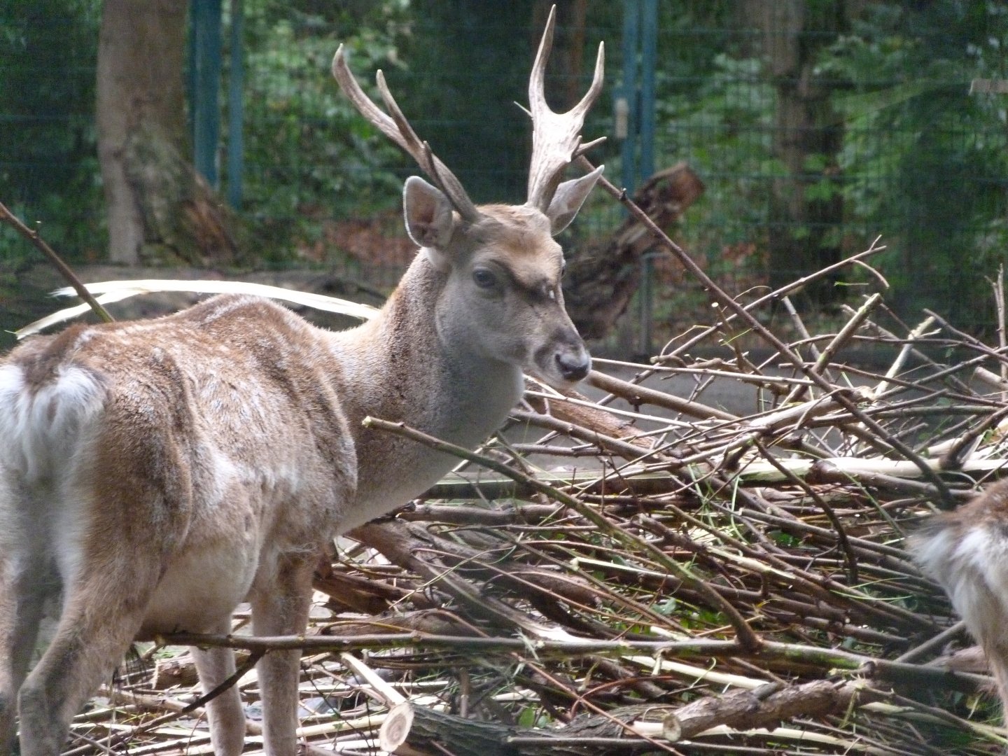Persian fallow deer -Tierpark Berlin (2024)