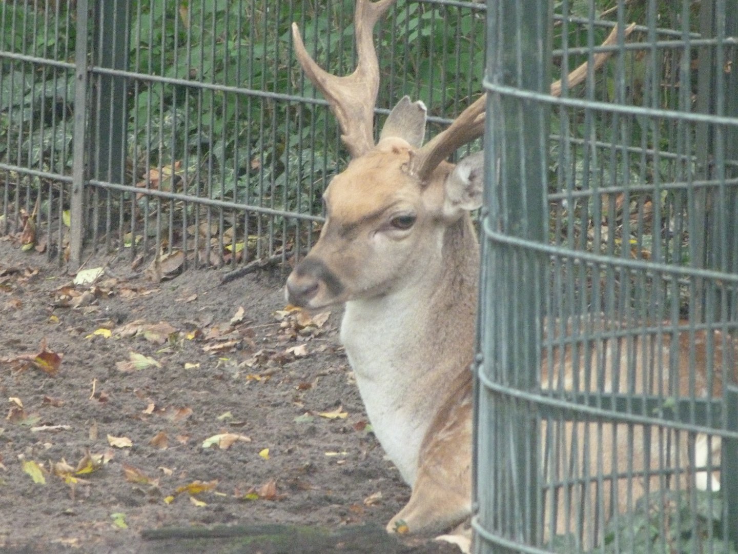 Persian fallow deer -Zoologischer Garten Berlin (2024)