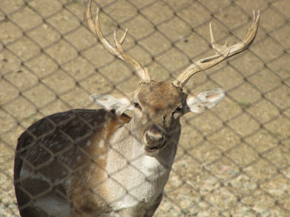 persian fallow deer