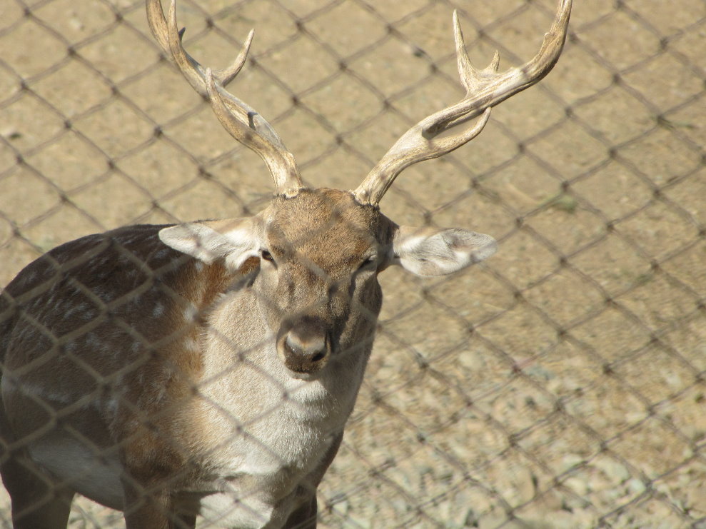 persian fallow deer