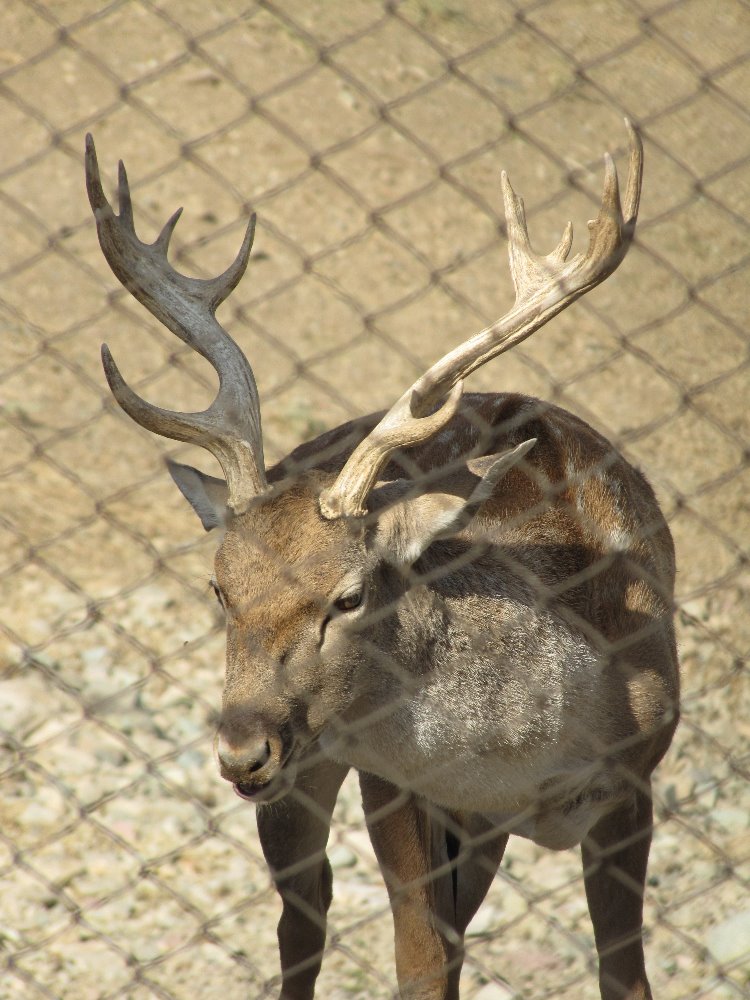 persian fallow deer