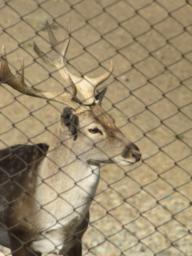 persian fallow deer