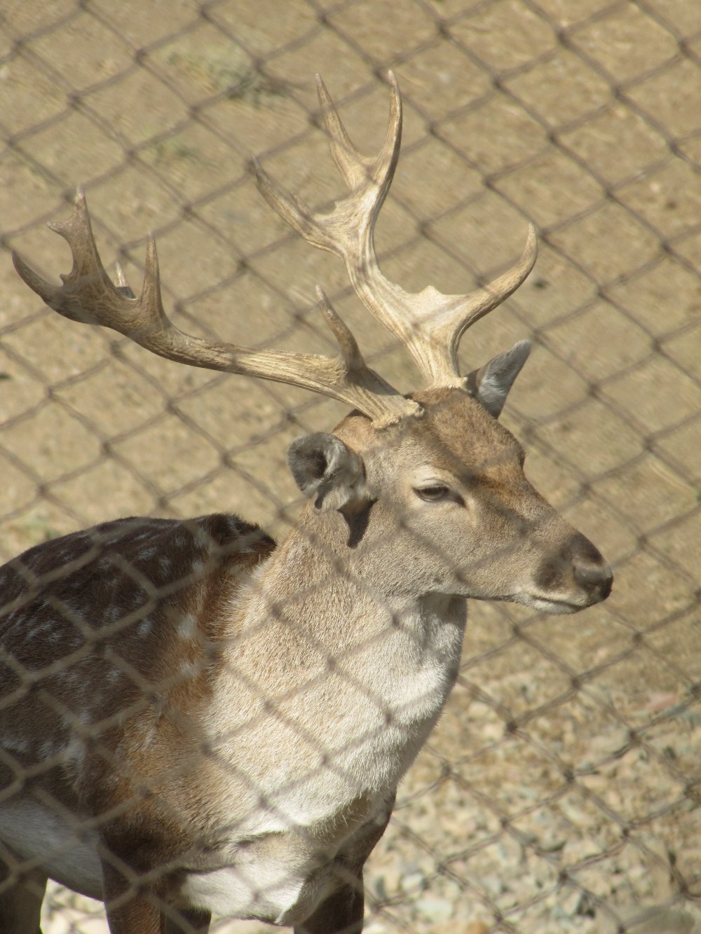 persian fallow deer