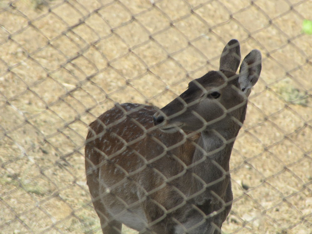 persian fallow deer