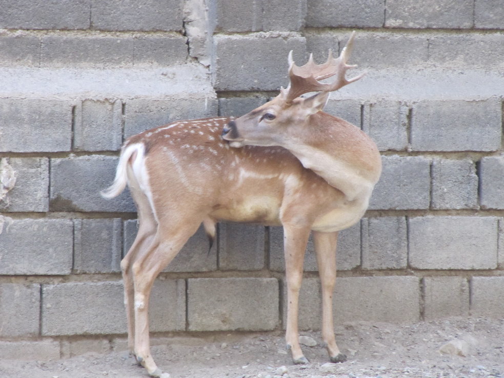 persian fallow deer