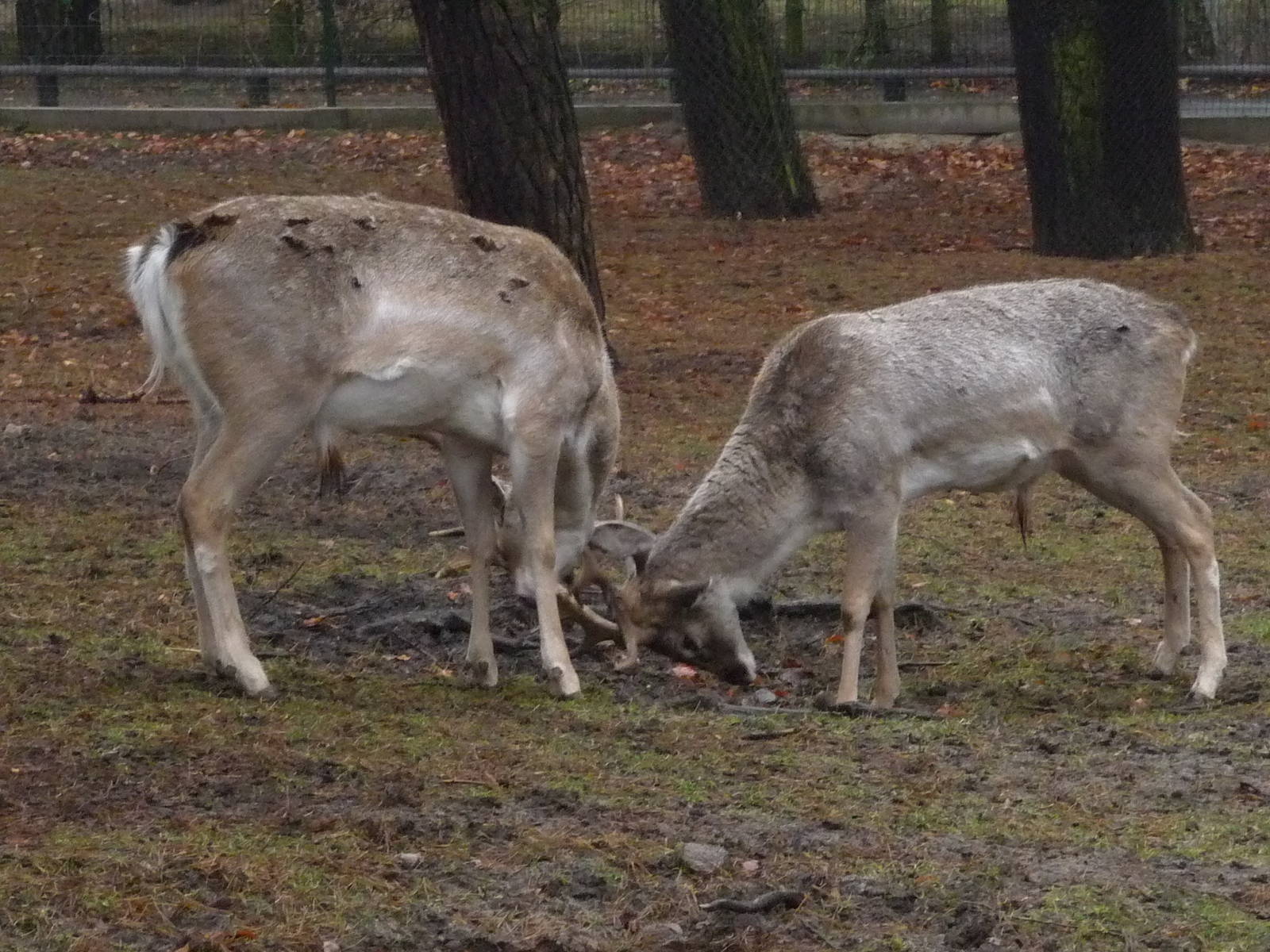 Persian fallow deer