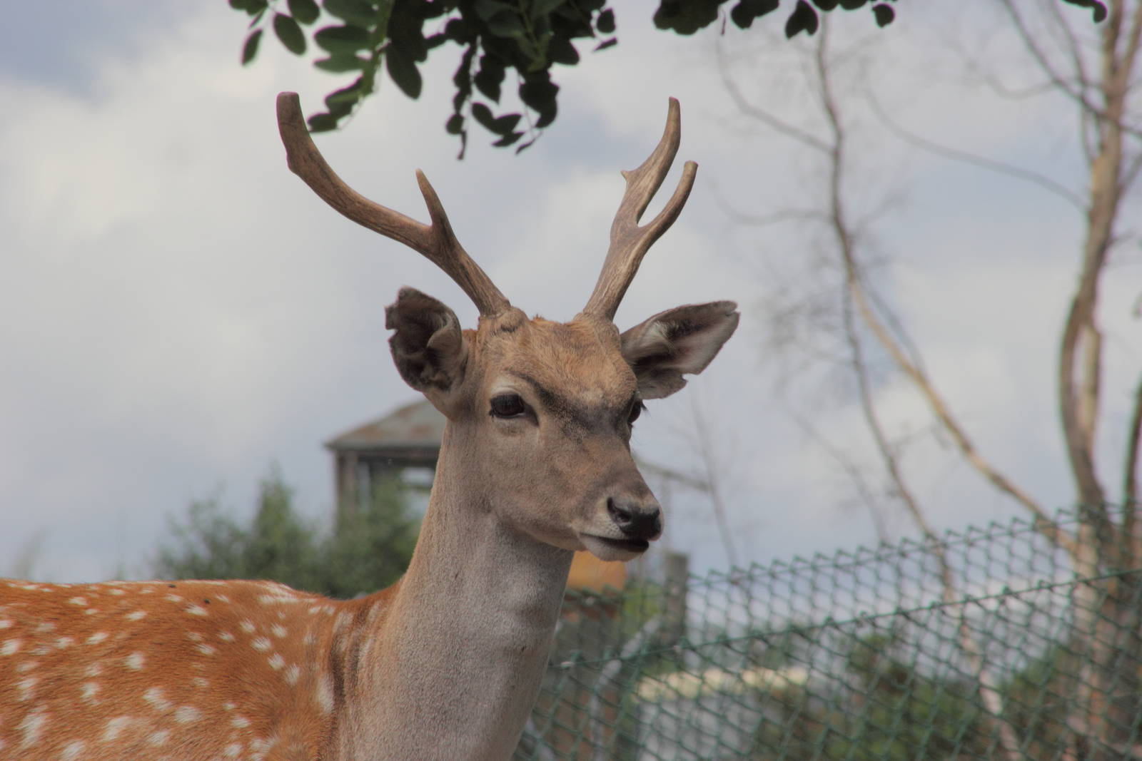 Persian fallow deer