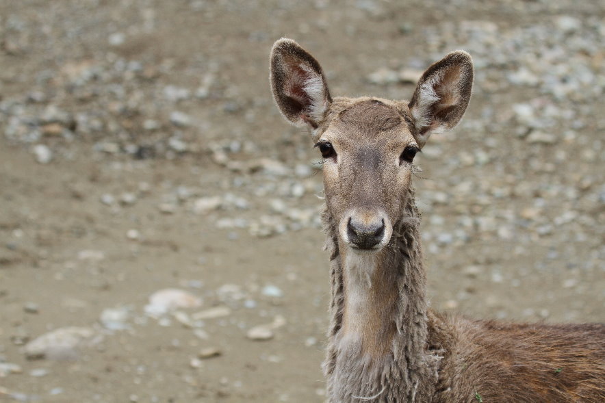persian fallow deer