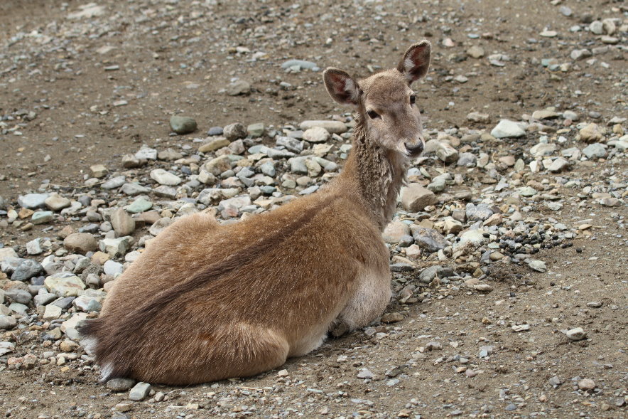 persian fallow deer