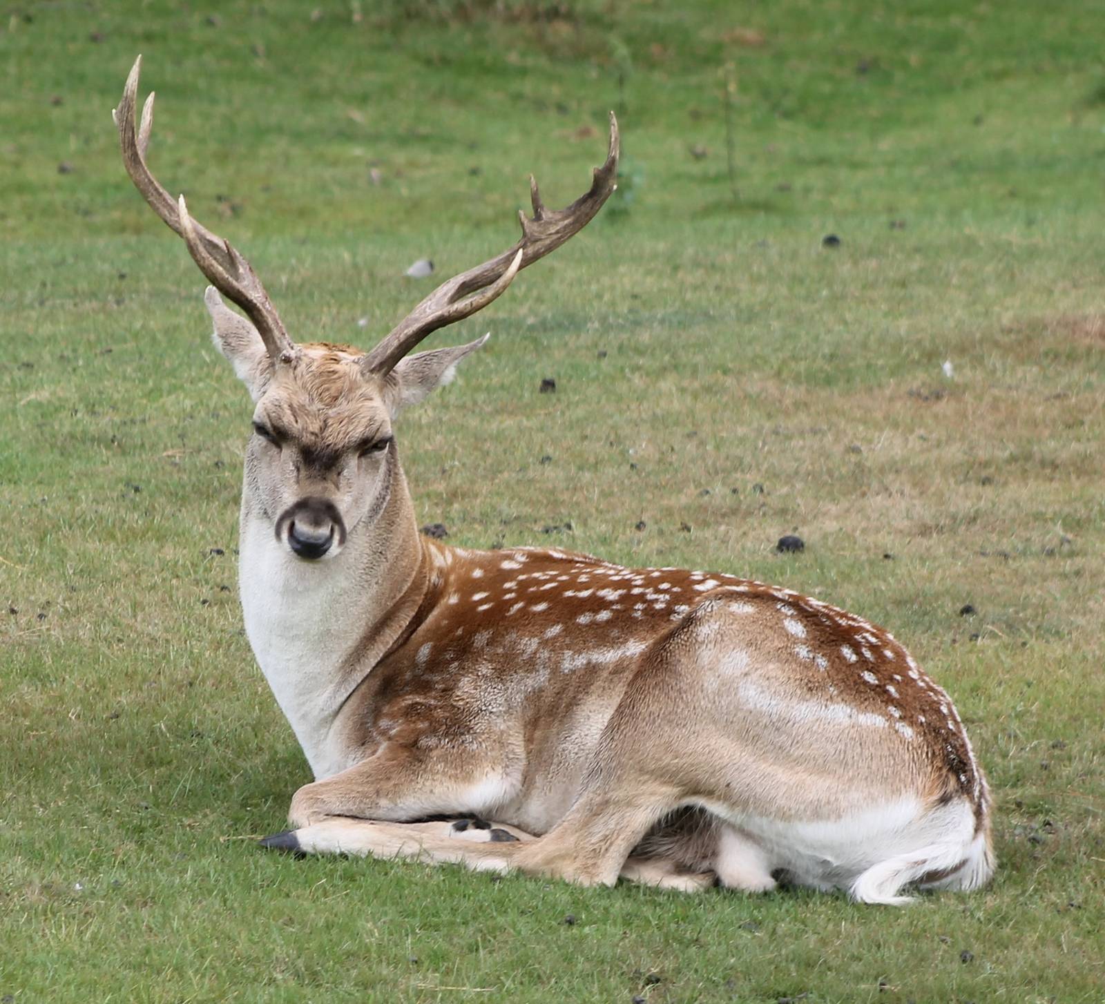 Persian fallow deer