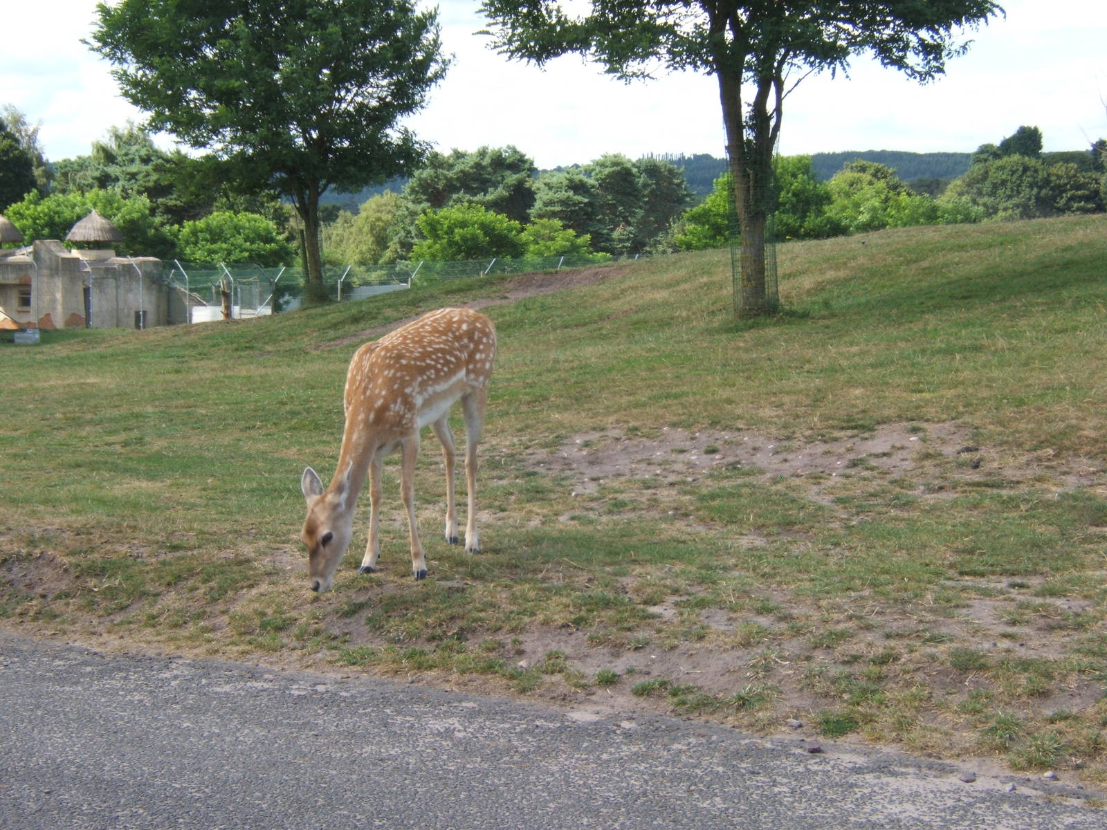 Persian Fallow Deer