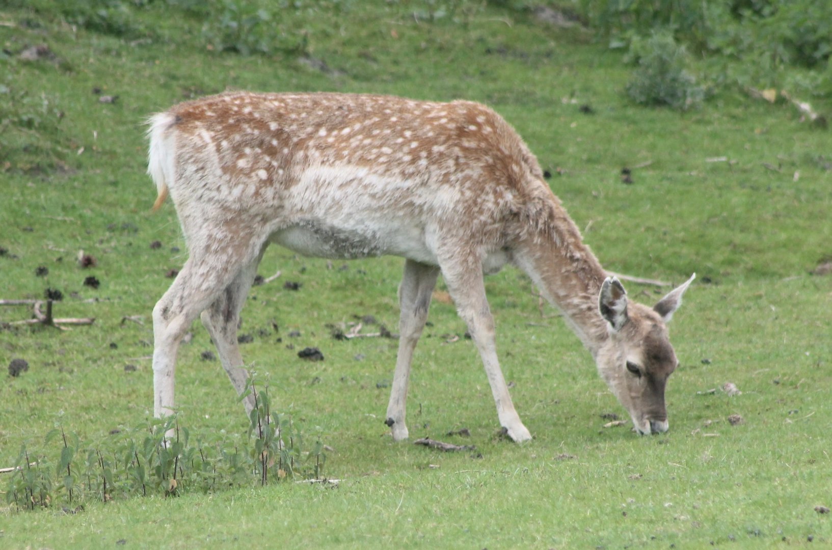 Persian Fallow Deer