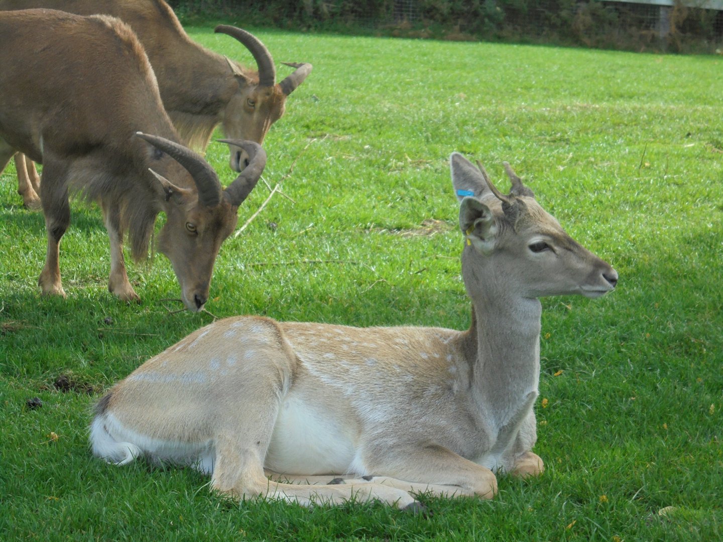 Persian Fallow Deer