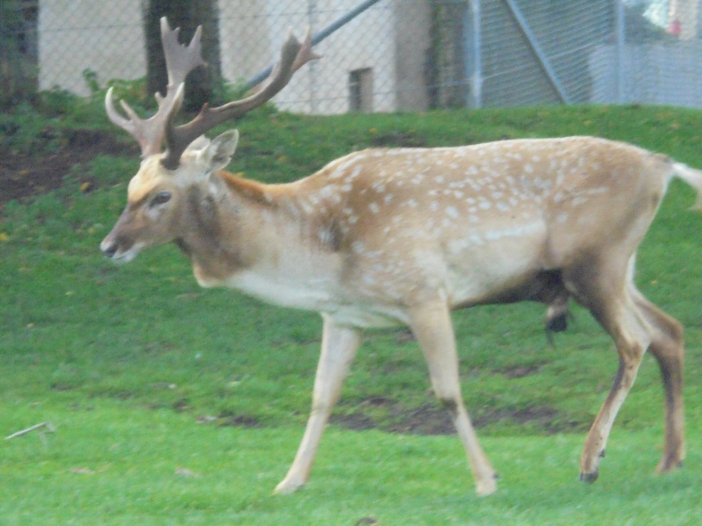 Persian Fallow Deer