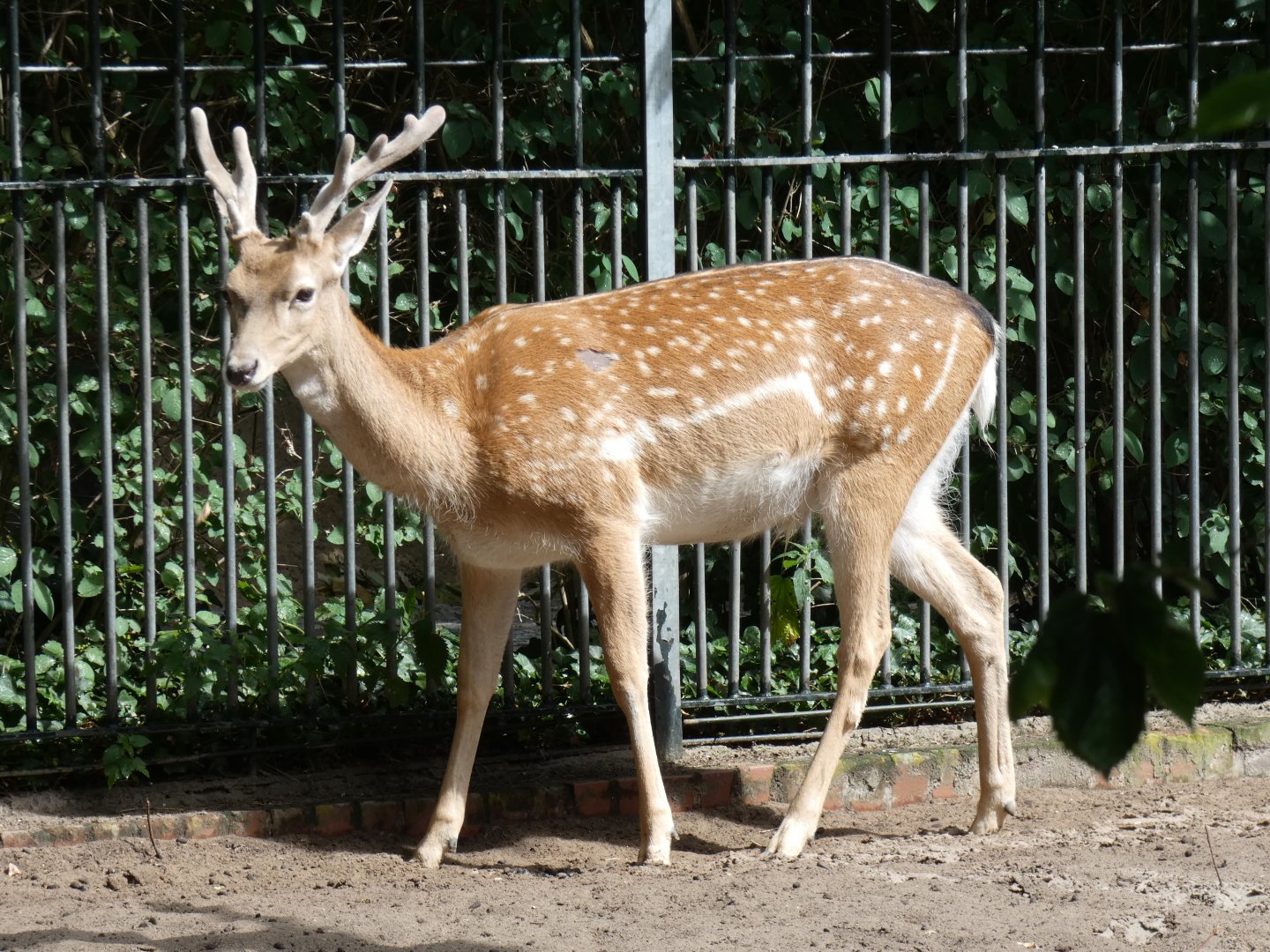 Persian Fallow Deer