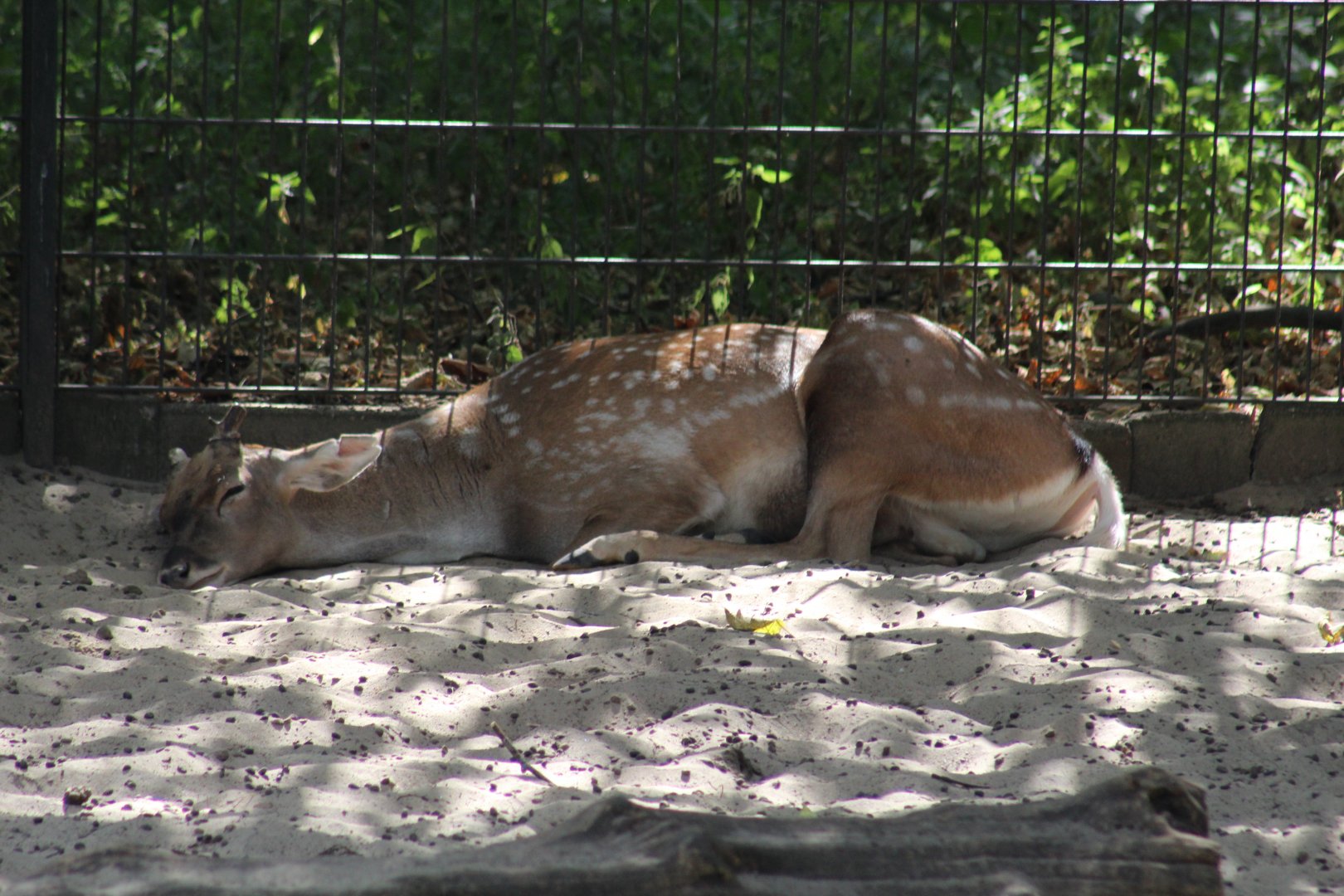 Persian Fallow Deer
