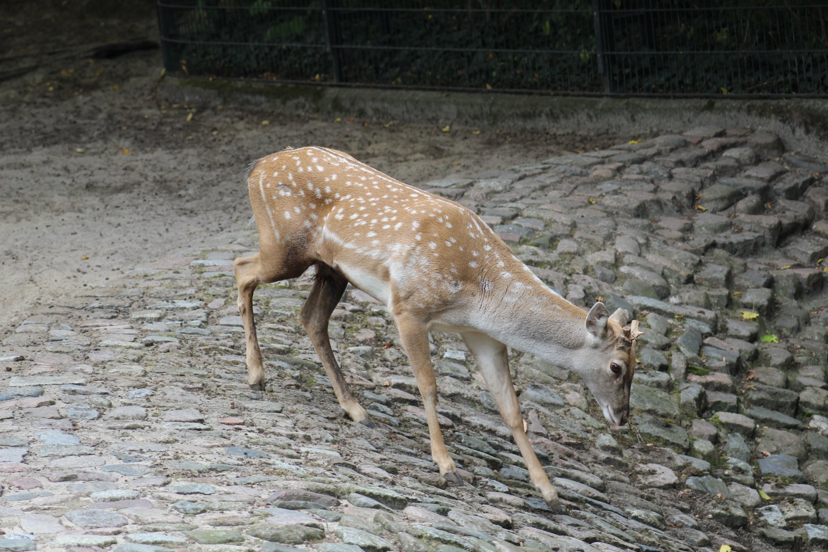 Persian Fallow Deer