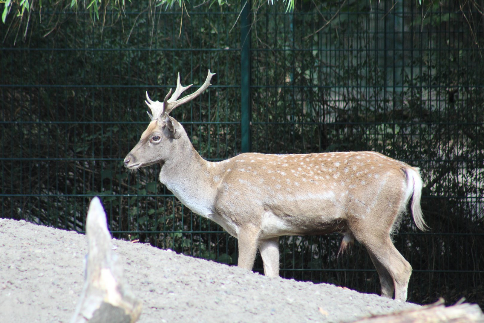 Persian Fallow Deer