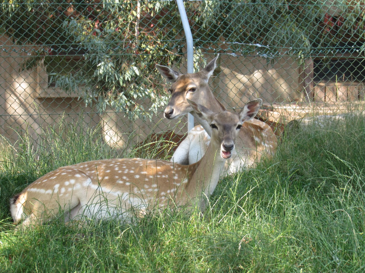 Persian Fallow Deer