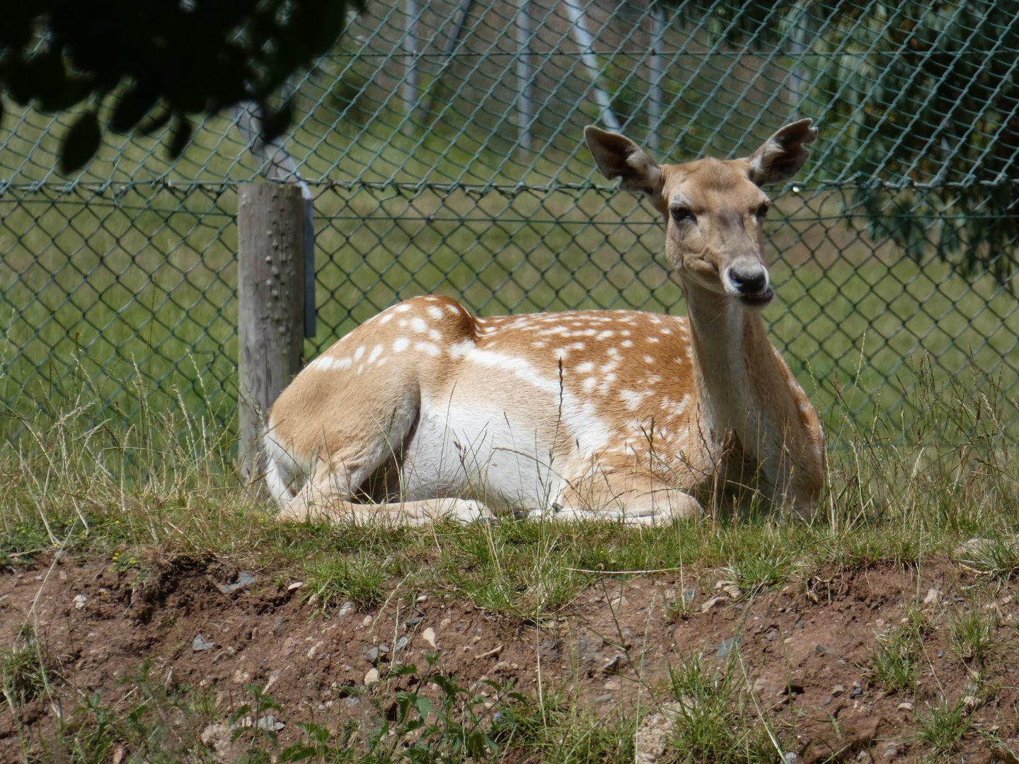 Persian fallow deer