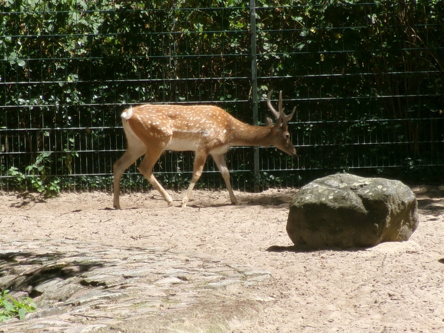 Persian fallow deer