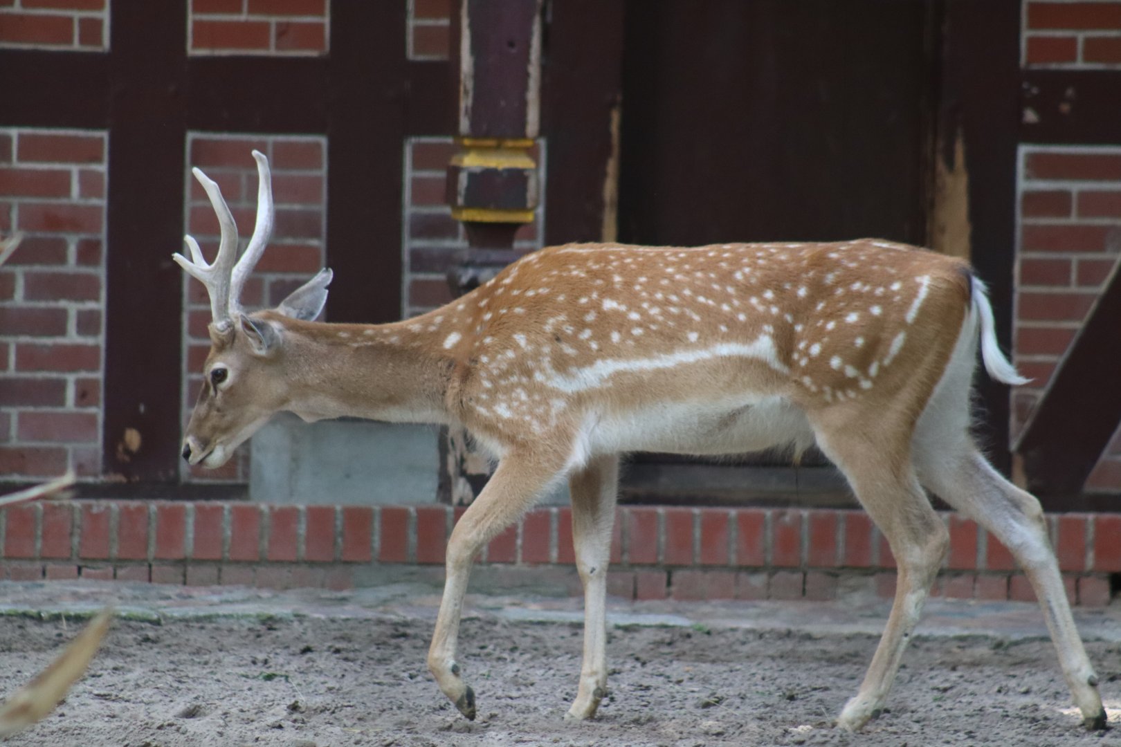 Persian Fallow Deer