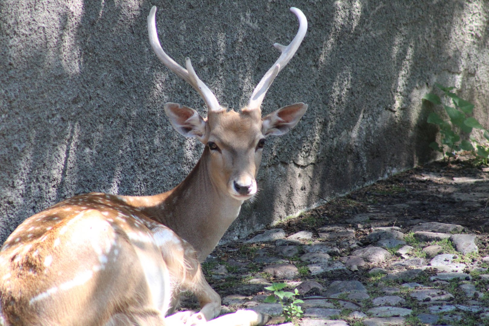 Persian Fallow Deer