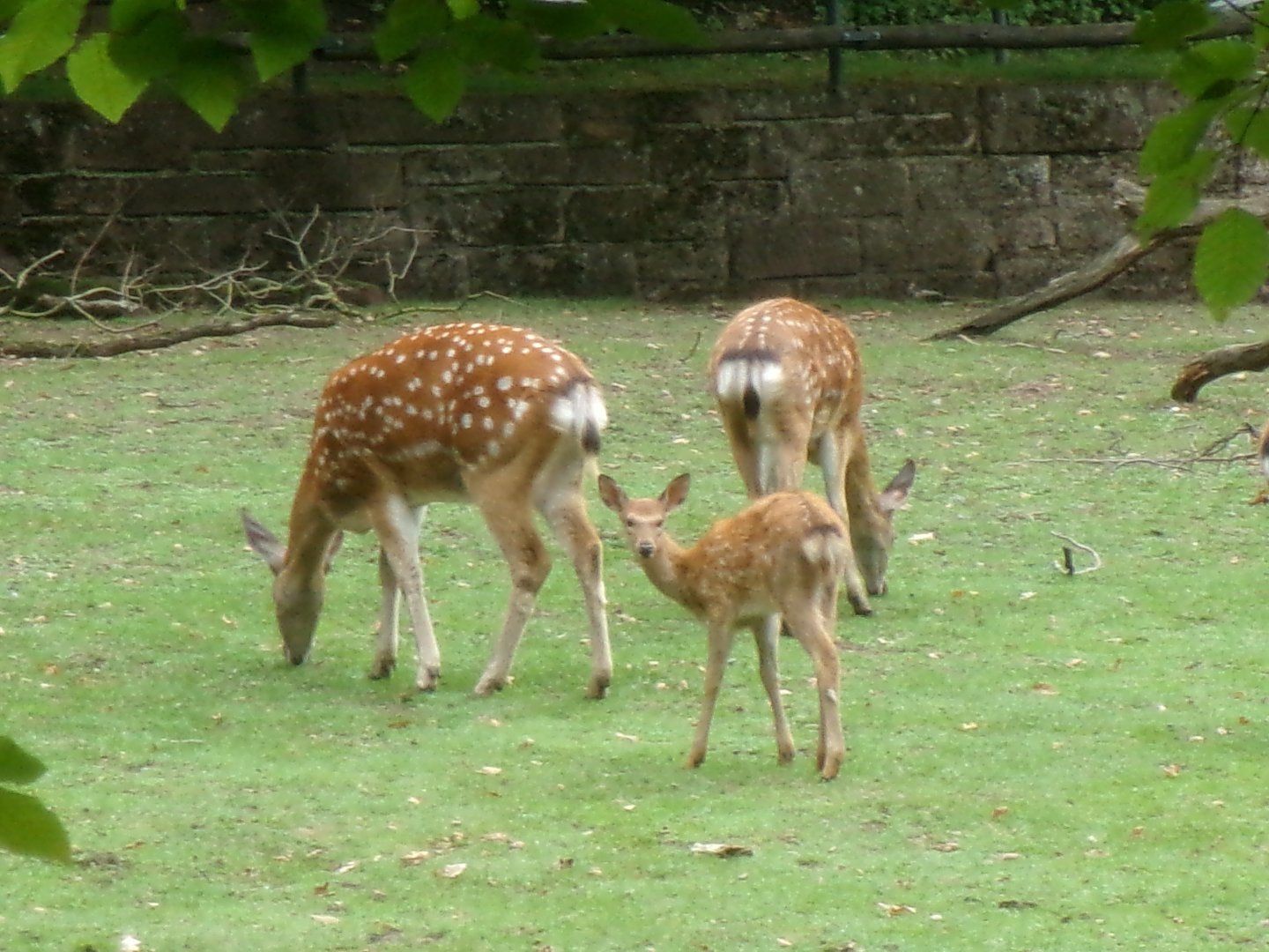 Persian fallow deer