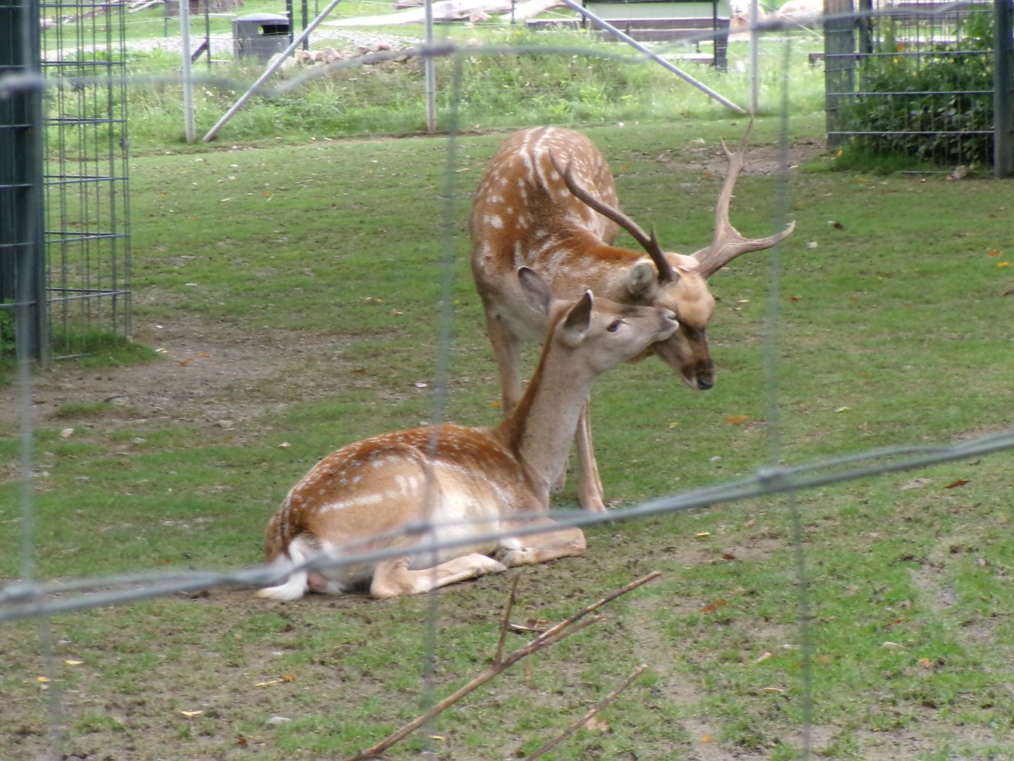 Persian fallow deer