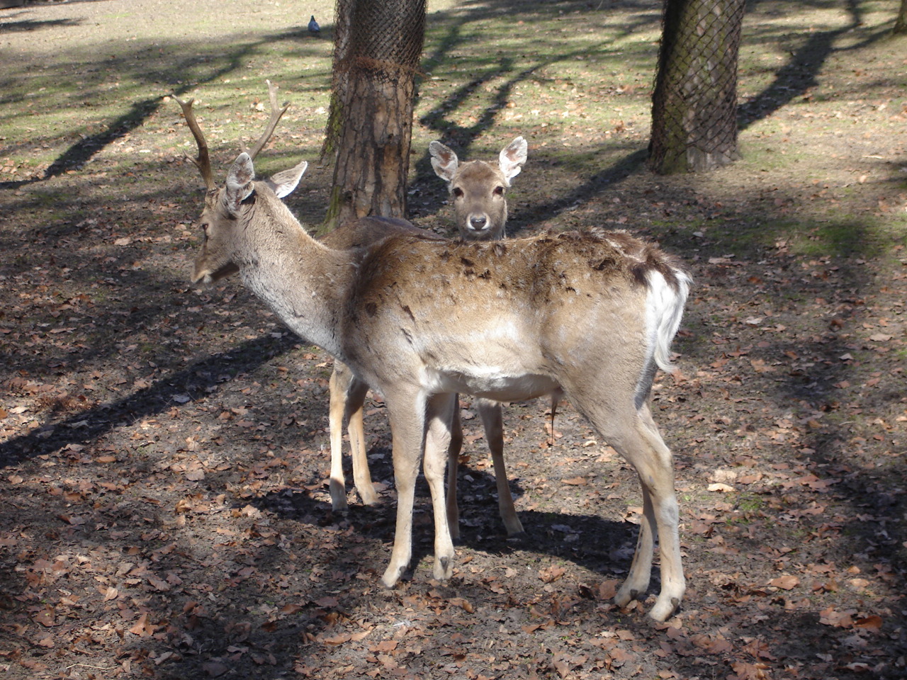 Persian Fallow Deer