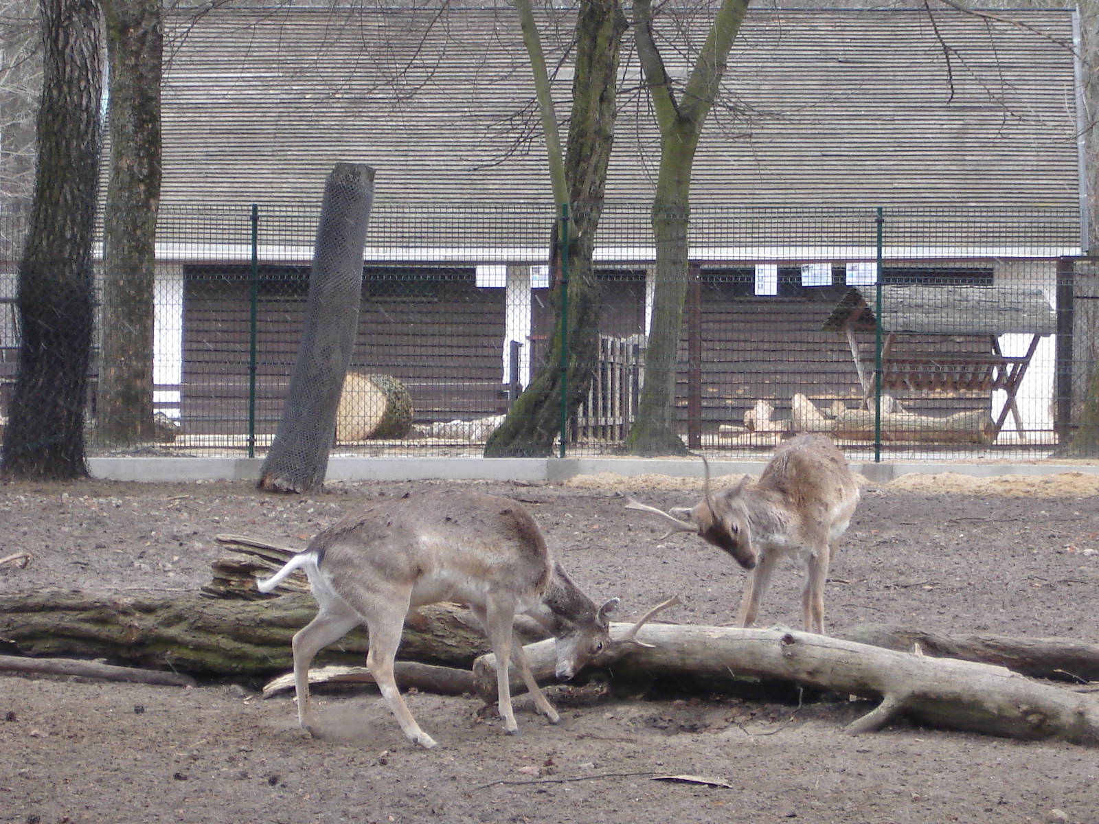 Persian fallow deers