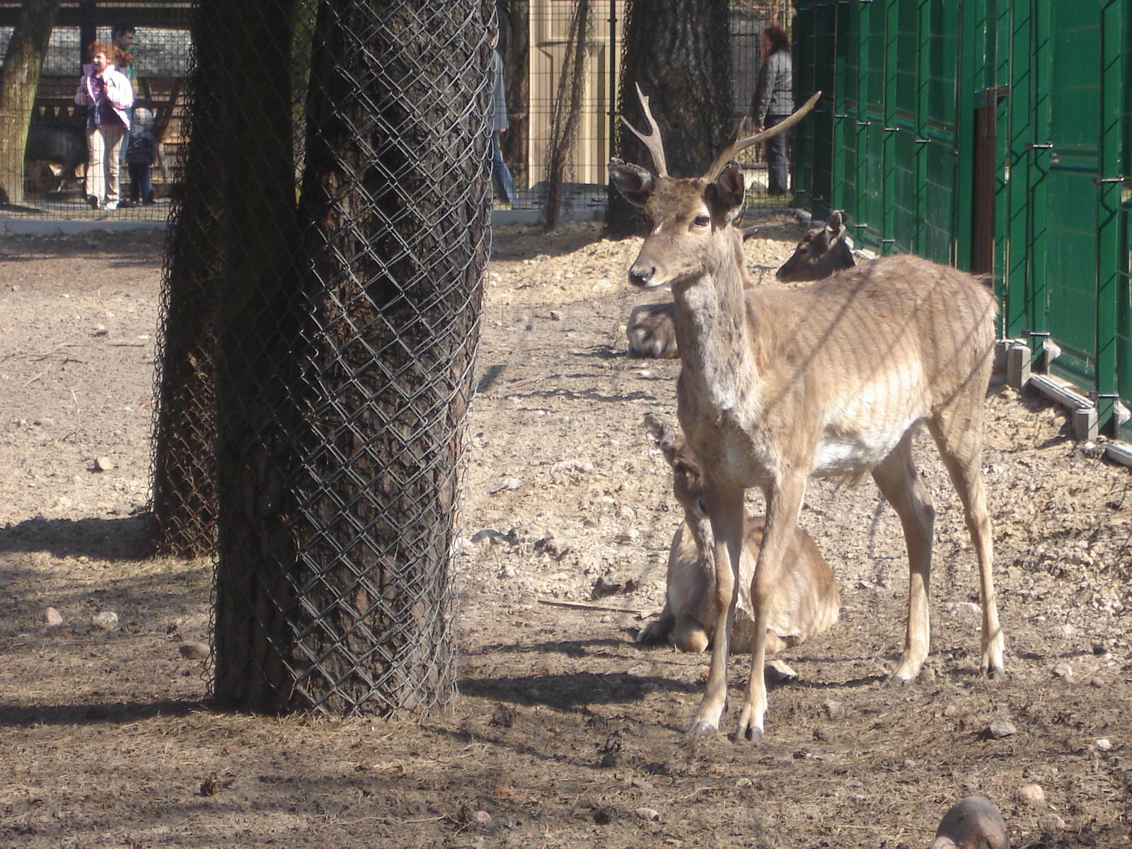 Persian Fallow deers