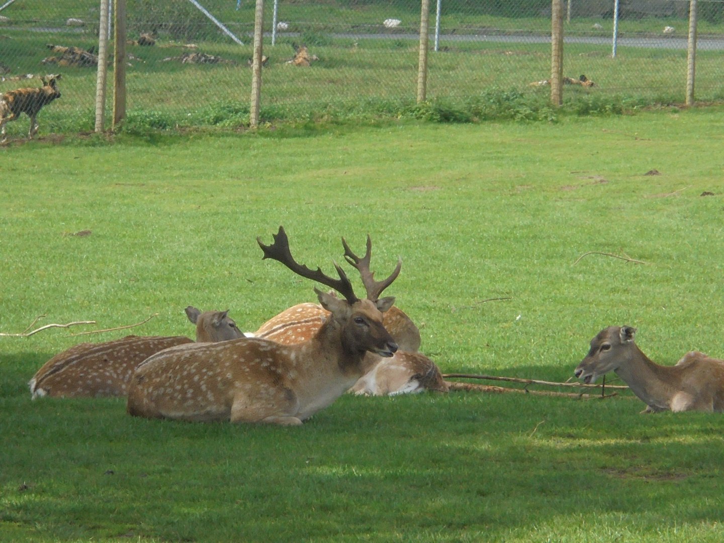 Persian Fallow group