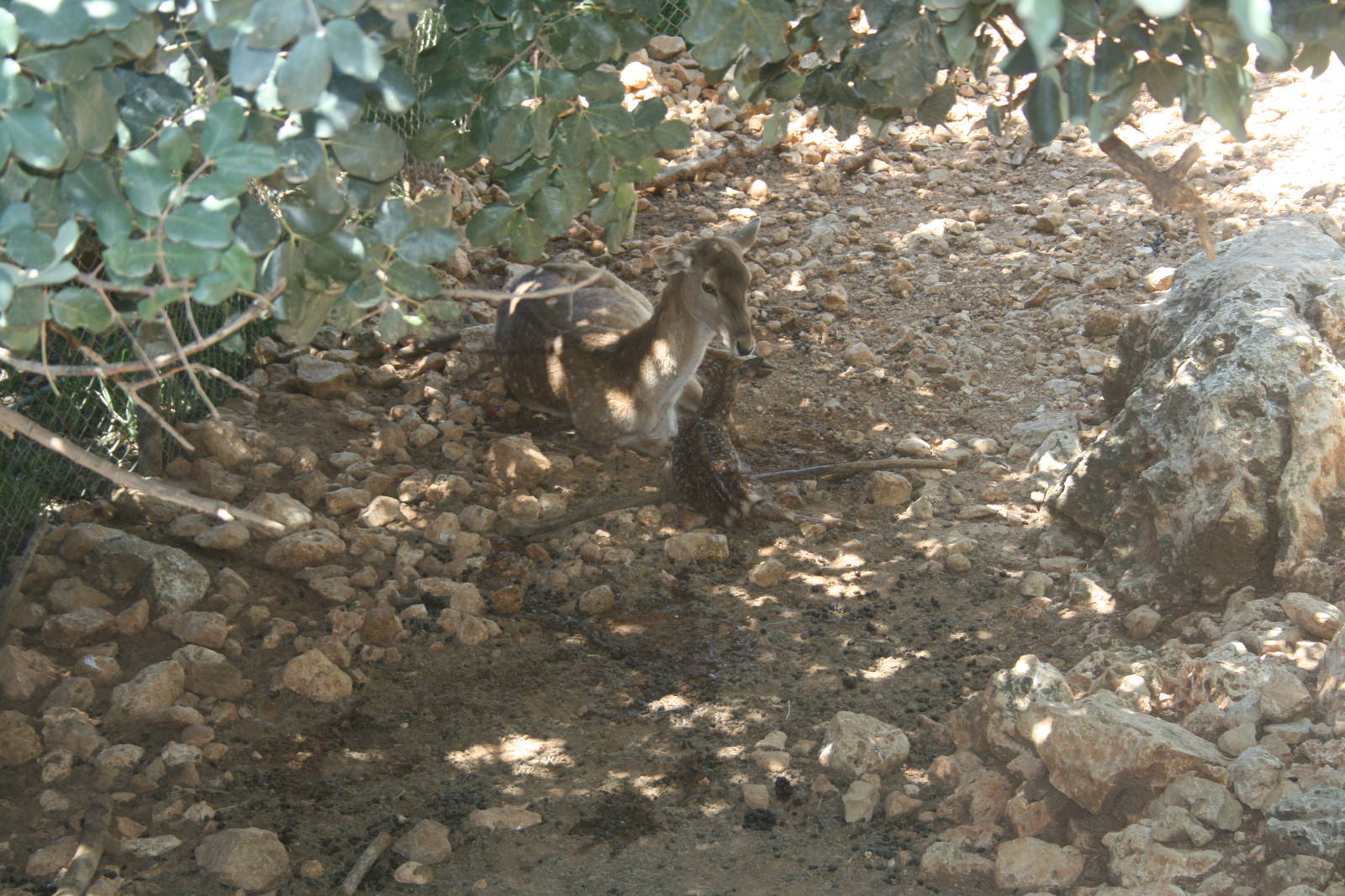 persian fellow deer - bamby minutes after birth