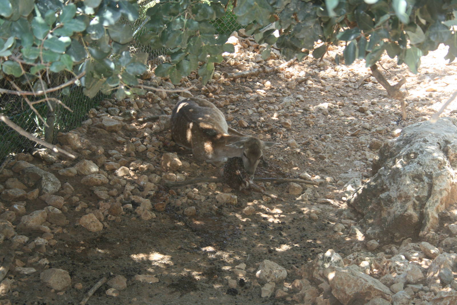 persian fellow deer - bamby minutes after birth