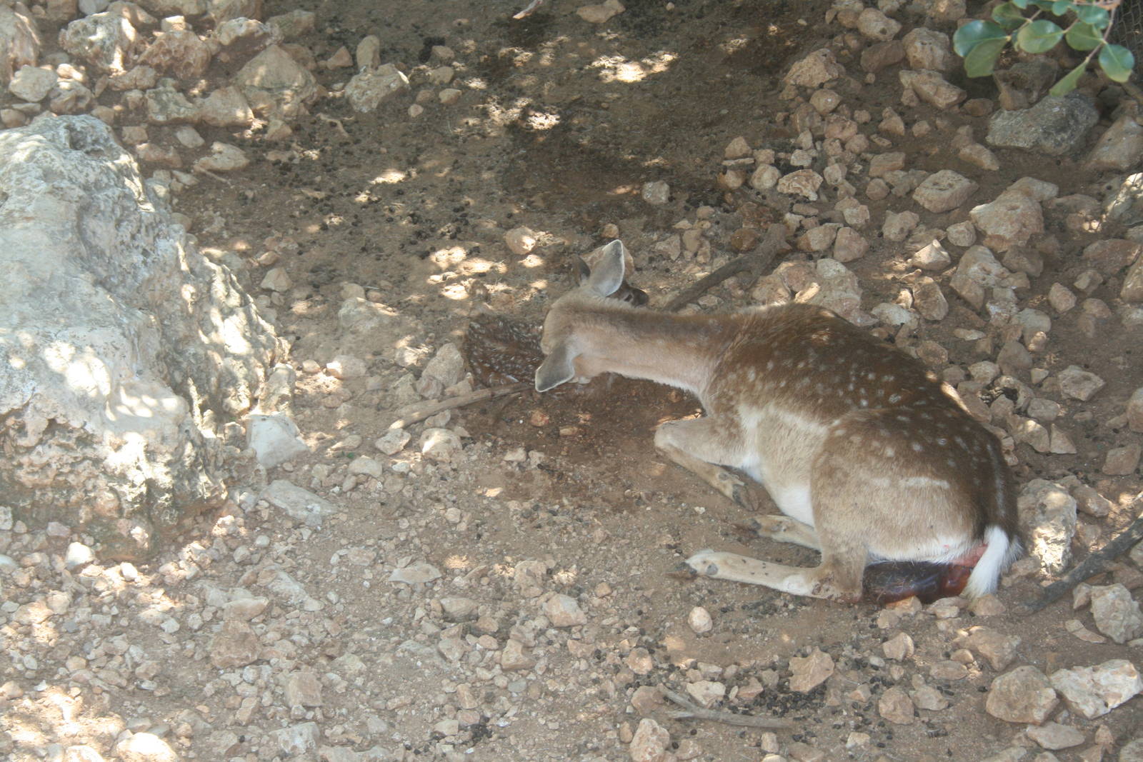 persian fellow deer - bamby minutes after birth
