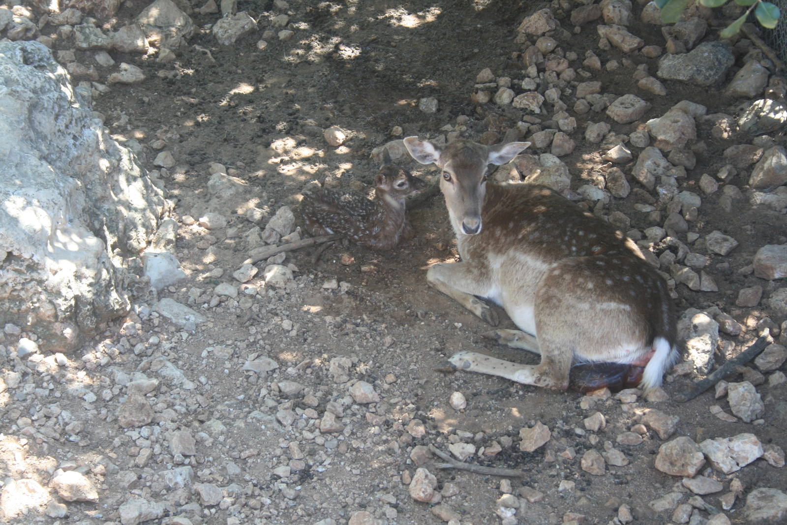 persian fellow deer - bamby minutes after birth