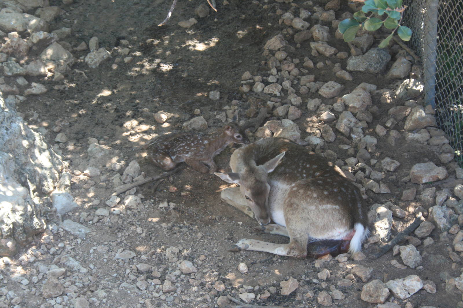persian fellow deer- bamby minutes after birth